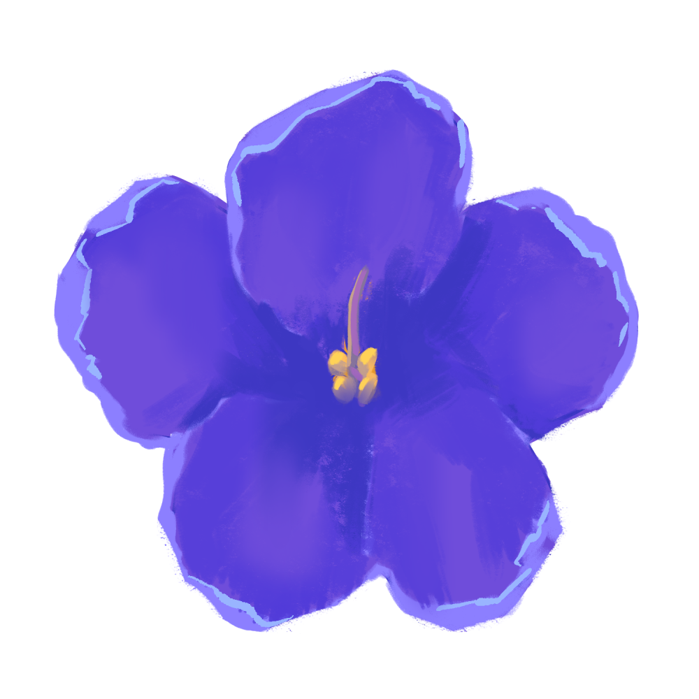 africanviolet